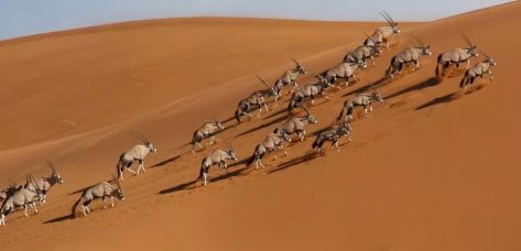 Namibia attracts tourists who are keen to witness its famed vast spaces and splendid wildlife. 